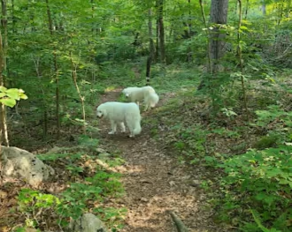 Youngs Pond Dog Run